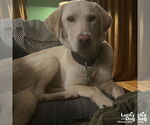 Small Labrador Retriever-Retriever Mix