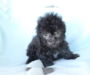 Poodle (Toy) Puppy for sale in SHILOH, OH, USA