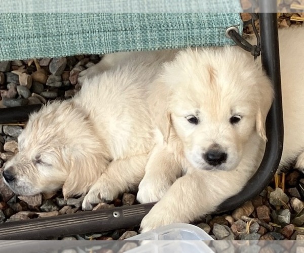 Medium Photo #3 English Cream Golden Retriever Puppy For Sale in HATLEY, WI, USA