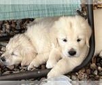 Small #2 English Cream Golden Retriever