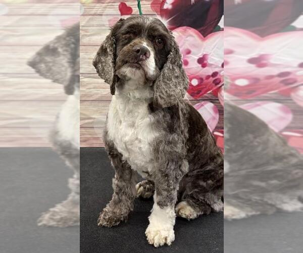 Medium Photo #5 Cocker Spaniel Puppy For Sale in Westminster, MD, USA