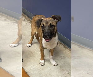 Mutt Dogs for adoption in Oak Bluffs, MA, USA