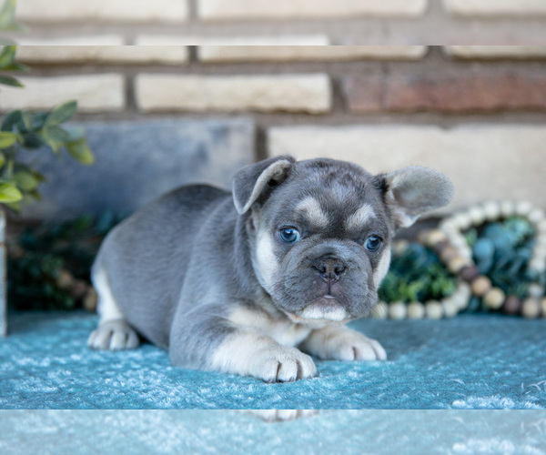 Medium Photo #1 French Bulldog Puppy For Sale in SUGARCREEK, OH, USA
