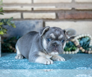 Medium French Bulldog