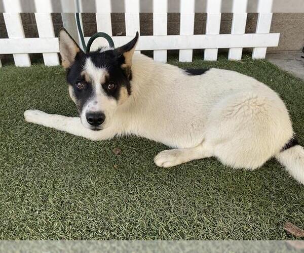 Medium Photo #1 Siberian Husky Puppy For Sale in Modesto, CA, USA