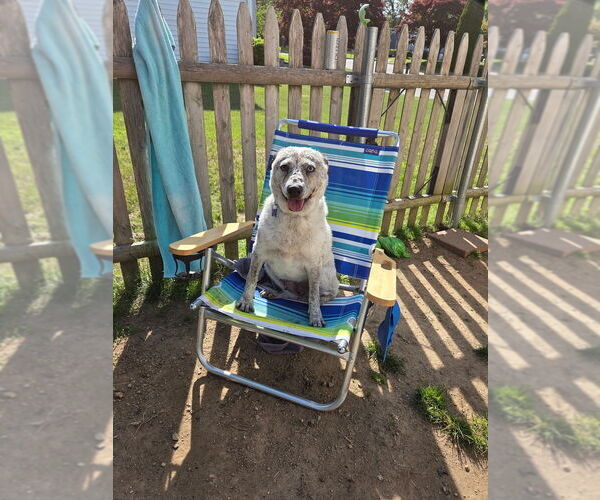 Medium Photo #11 Mutt Puppy For Sale in Oak Bluffs, MA, USA