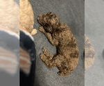 Small Photo #12 Aussiedoodle Puppy For Sale in HARTSVILLE, SC, USA