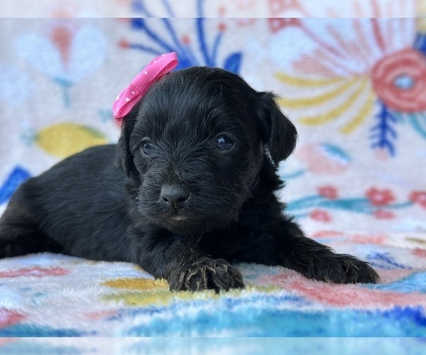 Medium Photo #2 -Poodle (Toy) Mix Puppy For Sale in LANCASTER, PA, USA
