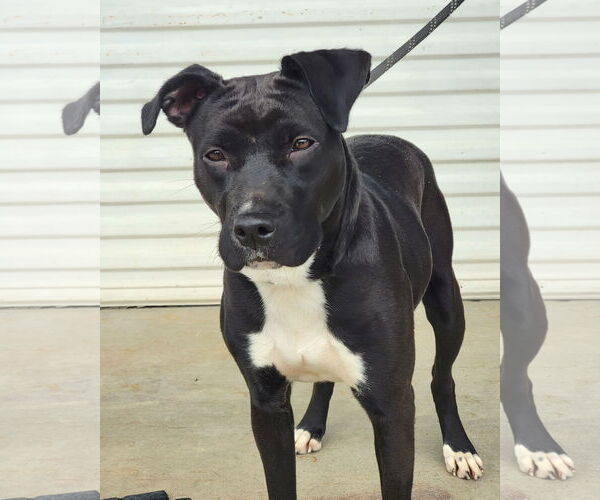 Medium Photo #2 Boxador Puppy For Sale in Anniston, AL, USA