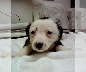 Mutt Dogs for adoption in Martinez, CA, USA