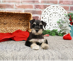 Small #3 Schnauzer (Miniature)