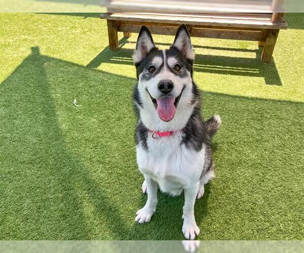 Medium Photo #3 Siberian Husky Puppy For Sale in Orange, CA, USA