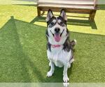 Small #2 Siberian Husky