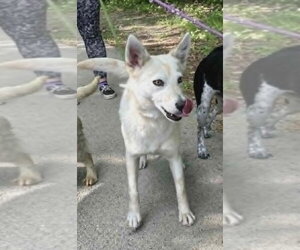 Feist Terrier-Unknown Mix Dogs for adoption in Frenchburg, KY, USA