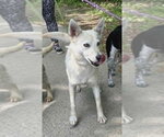 Small Feist Terrier Mix