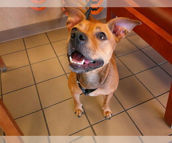 Medium Photo #1 Staffordshire Bull Terrier-Unknown Mix Puppy For Sale in Ocala, FL, USA