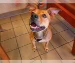Small Staffordshire Bull Terrier Mix