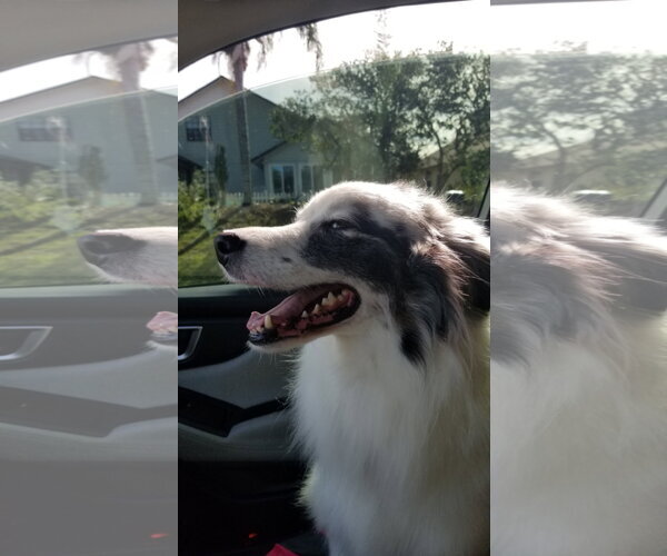 Medium Photo #1 Australian Shepherd Puppy For Sale in Oviedo, FL, USA