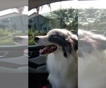 Small Australian Shepherd