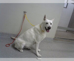 Gerberian Shepsky Dogs for adoption in Pasadena, TX, USA