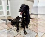 Small #4 Labrador Retriever Mix