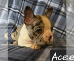 Small Photo #1 Faux Frenchbo Bulldog Puppy For Sale in POMEROY, OH, USA