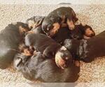 Small Photo #1 Rottweiler Puppy For Sale in EAST WILLINGTON, CT, USA