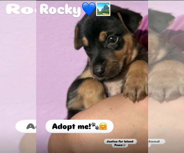 Medium Photo #3 Doberman Pinscher-Unknown Mix Puppy For Sale in Virginia Beach, VA, USA