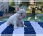 Small Photo #13 French Bulldog Puppy For Sale in LEAWOOD, KS, USA