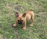 Puppy Ginger French Bulldog