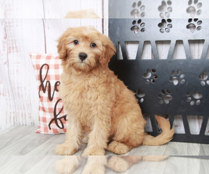 Goldendoodle (Miniature) Puppy for sale in MARIETTA, GA, USA