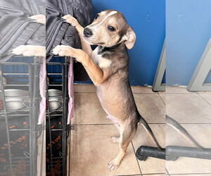 Thunder - Male American Staffordshire Terrier-Unknown Mix Dog for Adoption - Photo #5