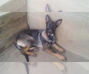 German Shepherd Dog Puppy for sale in LOGAN, OH, USA