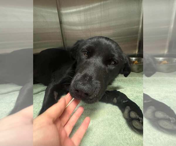 Medium Photo #3 Labrador Retriever-Unknown Mix Puppy For Sale in San Diego, CA, USA