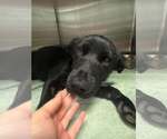 Small #2 Labrador Retriever Mix