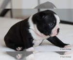 Small Photo #29 Boston Terrier Puppy For Sale in WINNSBORO, TX, USA