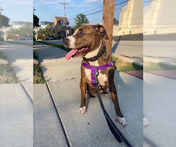 Medium Photo #15 Mountain Cur-Unknown Mix Puppy For Sale in Doylestown, PA, USA