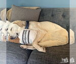 Small #5 Labrador Retriever-Retriever  Mix