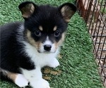 Small #1 Pembroke Welsh Corgi