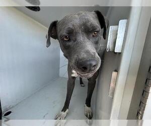 Mutt Dogs for adoption in Houston, TX, USA