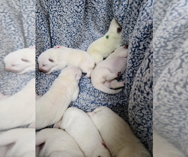 Medium Photo #66 German Shepherd Dog Puppy For Sale in CECILIA, KY, USA