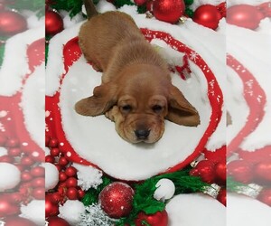 Basset Hound Puppy for sale in SALEM, WV, USA