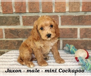 Cockapoo Puppy for sale in CLARKRANGE, TN, USA