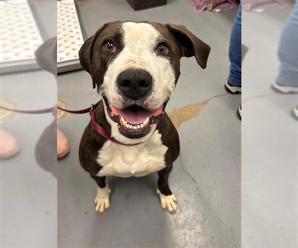 Medium Photo #1 Mutt Puppy For Sale in Peoria, IL, USA