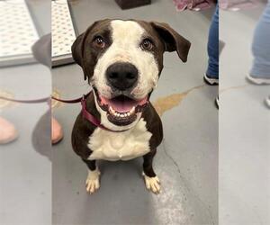 Mutt Dogs for adoption in Peoria, IL, USA