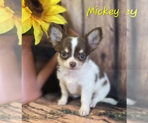 Chihuahua Puppy for sale in HOMERVILLE, GA, USA