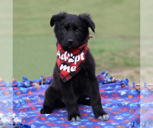 Medium Photo #7 German Shepherd Dog-Unknown Mix Puppy For Sale in Gretna, NE, USA