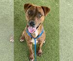 Small #1 Labrador Retriever Mix