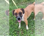 Small #8 Beagle-Mountain Cur Mix