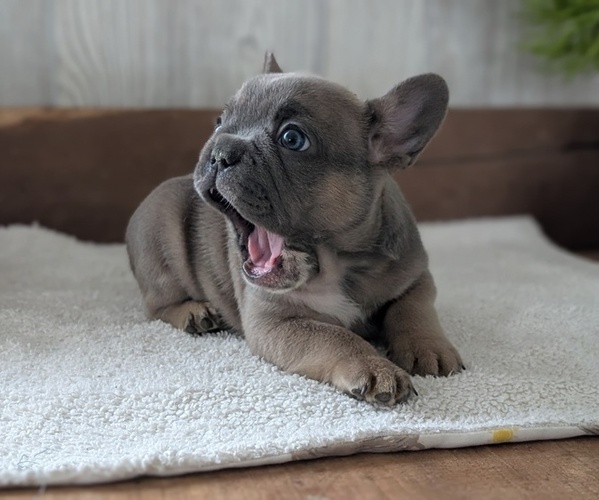Medium Photo #4 French Bulldog Puppy For Sale in GOSHEN, IN, USA